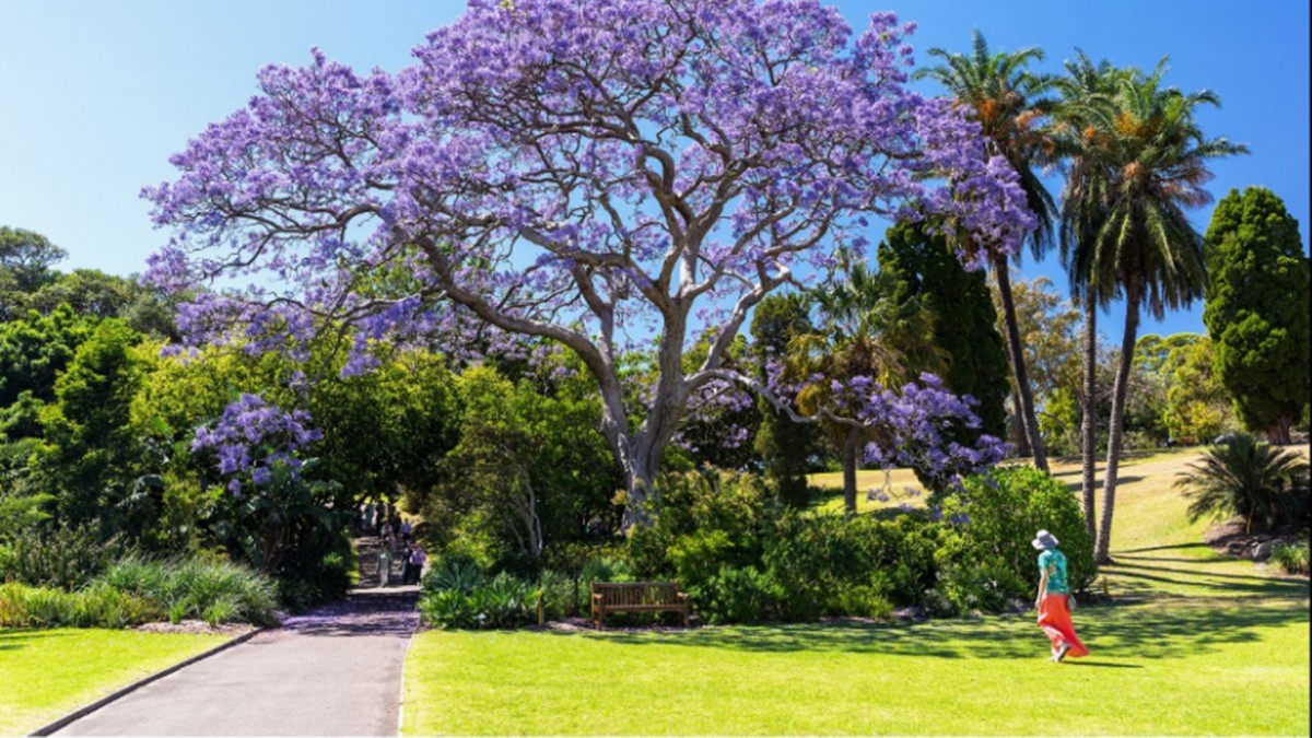 Royal Botanic Gardens The Russell Hotel Sydney